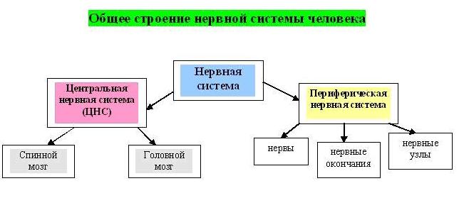 Общий план строения и отделы цнс для психологов